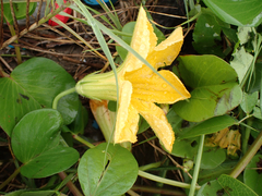 Cucurbita moschata
