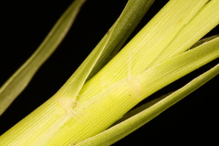 Coleataenia rigidula