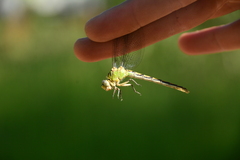 Ophiogomphus severus