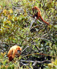 Alouatta macconnelli