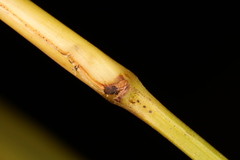 Coleataenia rigidula