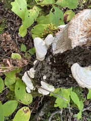 Trichaptum subchartaceum