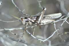 Cyrtacanthacris tatarica