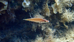 Symphodus rostratus