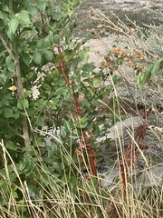 Rumex patientia