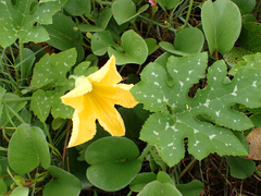 Cucurbita moschata