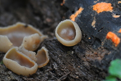 Peziza
