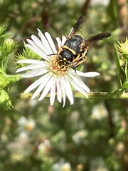 Euodynerus hidalgo boreoorientalis