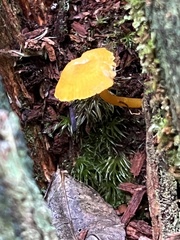 Pluteus chrysophlebius