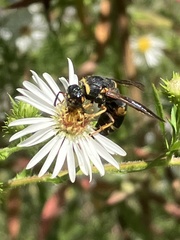 Euodynerus hidalgo boreoorientalis
