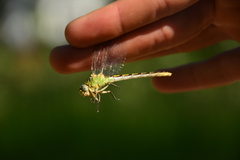 Ophiogomphus severus