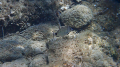 Diplodus puntazzo