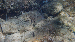 Diplodus puntazzo