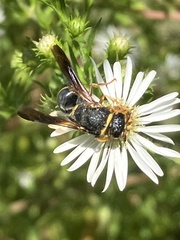 Euodynerus hidalgo boreoorientalis