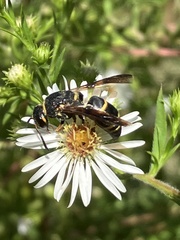Euodynerus hidalgo boreoorientalis