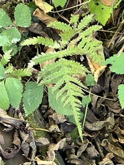 Phegopteris connectilis