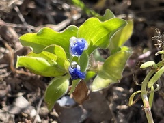 Commelina benghalensis