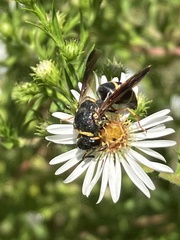 Euodynerus hidalgo boreoorientalis