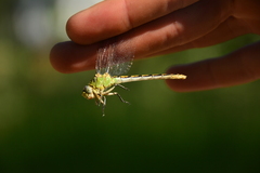 Ophiogomphus severus