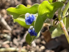 Commelina benghalensis