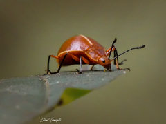 Ellipticus dorbignyi