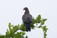 Patagioenas flavirostris