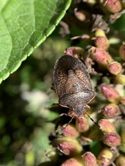 Holcostethus limbolarius