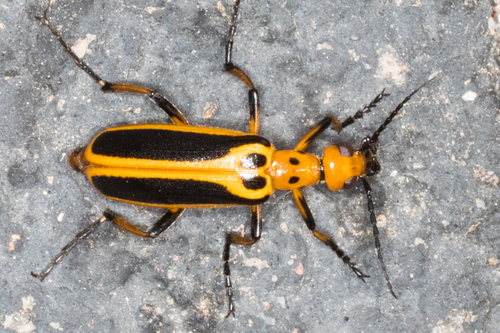Subspecies Pyrota trochanterica werneri · iNaturalist