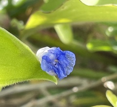 Commelina benghalensis