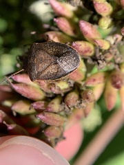 Holcostethus limbolarius