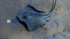Dasyatis pastinaca