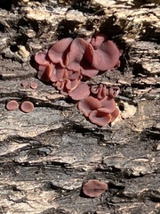 Ascocoryne cylichnium