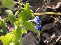Commelina benghalensis