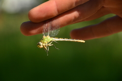 Ophiogomphus severus