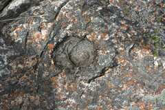 Papio ursinus ursinus