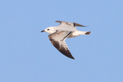 Ichthyaetus melanocephalus