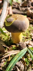 Boletus auripes