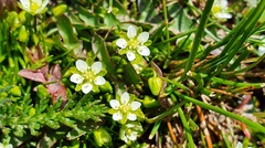 Sagina saginoides