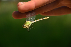 Ophiogomphus severus