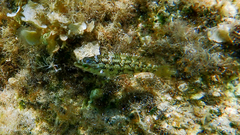 Symphodus roissali