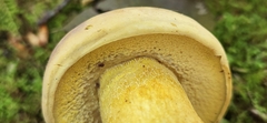 Boletus auripes