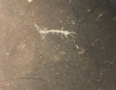 Caprella penantis