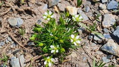 Sagina saginoides