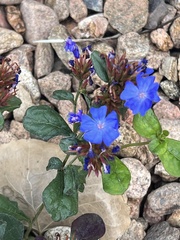 Ceratostigma plumbaginoides