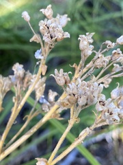 Polemonium occidentale