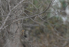 Euplectes franciscanus