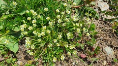 Sagina saginoides