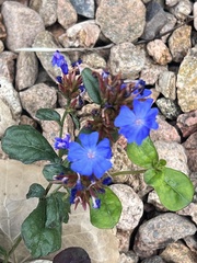 Ceratostigma plumbaginoides