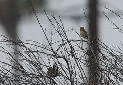 Euplectes franciscanus