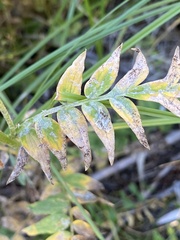 Polemonium occidentale